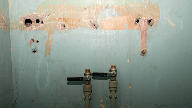 Best Water damage restoration mold remediation  in Homer, AK
